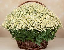Цветочная композиция из Ромашки в корзине #REPLACE_PRED# Рославле